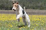 FOX TERRIER 349